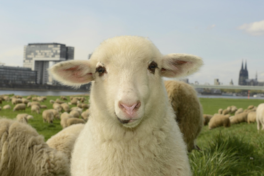 koeln-fotokurse-und-fotoworkshops-der-fotoschule-kompakt